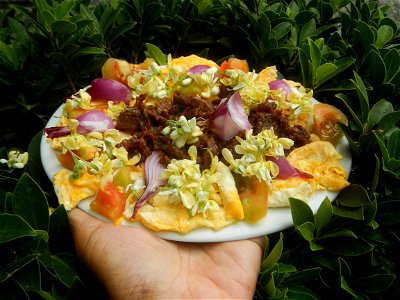 Moringa oleifera flowers