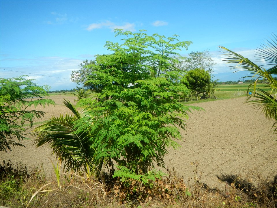Don Joaquin Dam C. I. S. - River Capulaan Irrigation System, NIA  Upgrading of Balungao Santa Maria Road Balungao Coordinate 15.8990984, 120.6764189 Map Balungao-Santa Maria Road (Balungao) Rehabilita