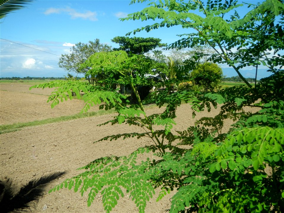 Don Joaquin Dam C. I. S. - River Capulaan Irrigation System, NIA  Upgrading of Balungao Santa Maria Road Balungao Coordinate 15.8990984, 120.6764189 Map Balungao-Santa Maria Road (Balungao) Rehabilita