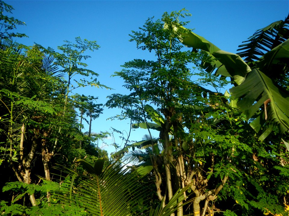 Agricultural road Farm-to-market road Grasslands, trees, paddy and vegetable fields (Donacion farm-to-market road, Bulacan) in Barangay Donacion 14.9336, 121.0006 Angat, Bulacan, Bulacan province (Not