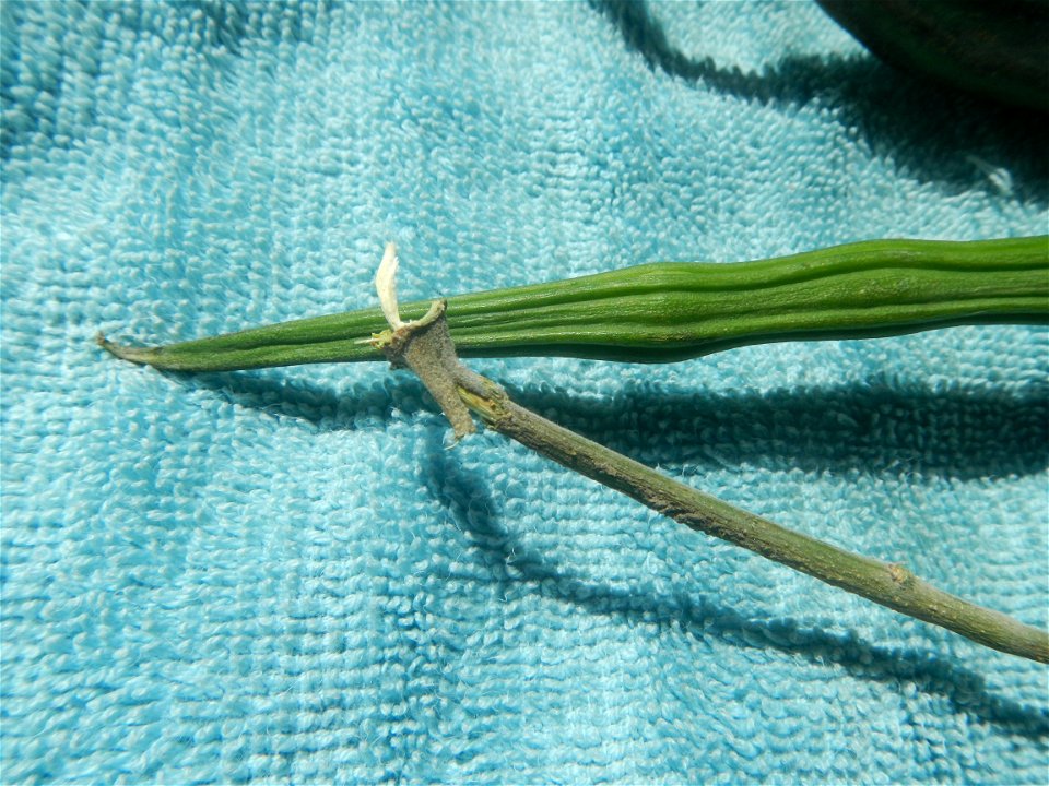 Moringa oleifera pod (seedpod) textures Moringa oleifera  Pod (seedpod)  Moringaceae Malunggay Moringa oleifera Lam. Miracle Tree La mu