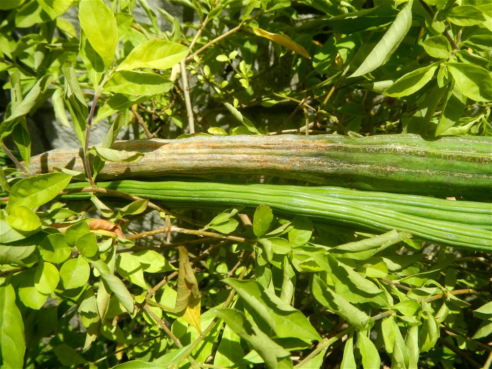 Moringa oleifera pod (seedpod) textures Moringa oleifera  Pod (seedpod)  Moringaceae Malunggay Moringa oleifera Lam. Miracle Tree La mu