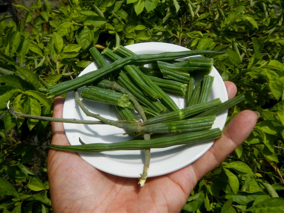 Moringa oleifera pod (seedpod) textures Moringa oleifera  Pod (seedpod)  Moringaceae Malunggay Moringa oleifera Lam. Miracle Tree La mu