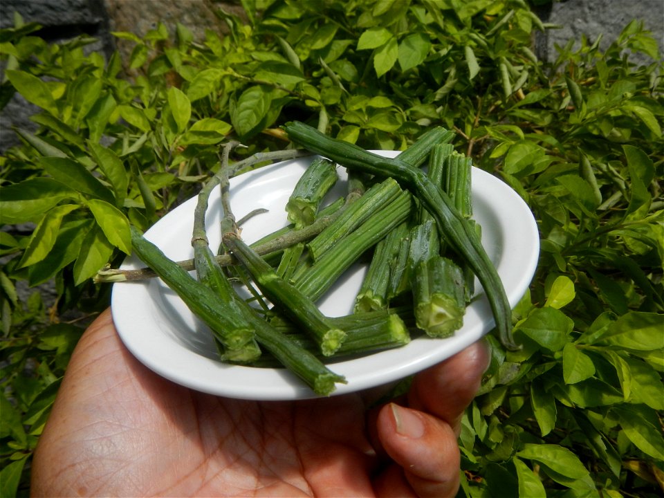 Moringa oleifera pod (seedpod) textures Moringa oleifera  Pod (seedpod)  Moringaceae Malunggay Moringa oleifera Lam. Miracle Tree La mu