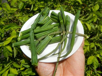Moringa oleifera pod (seedpod) textures Moringa oleifera  Pod (seedpod)  Moringaceae Malunggay Moringa oleifera Lam. Miracle Tree La mu