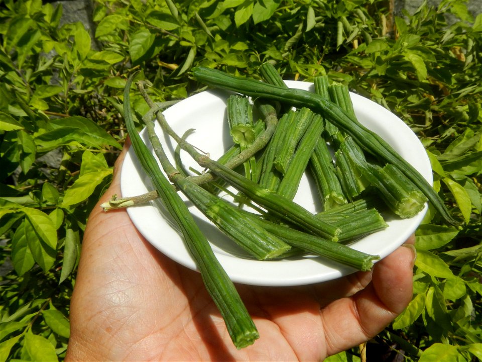 Moringa oleifera pod (seedpod) textures Moringa oleifera  Pod (seedpod)  Moringaceae Malunggay Moringa oleifera Lam. Miracle Tree La mu