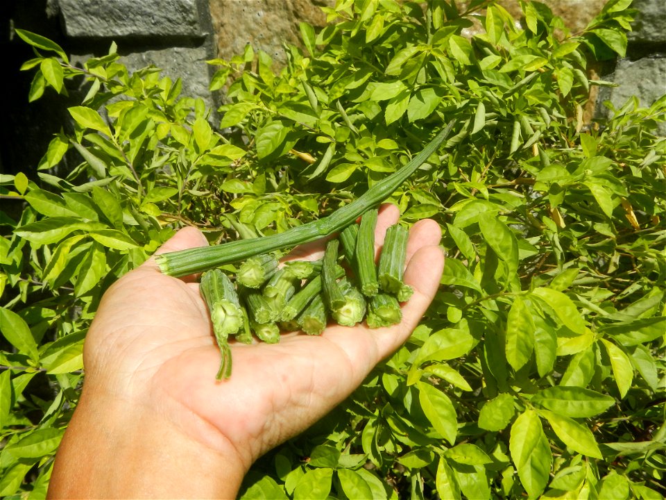 Moringa oleifera pod (seedpod) textures Moringa oleifera  Pod (seedpod)  Moringaceae Malunggay Moringa oleifera Lam. Miracle Tree La mu