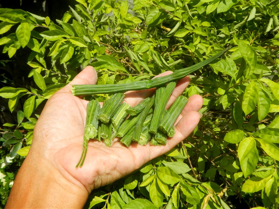 Moringa oleifera pod (seedpod) textures Moringa oleifera  Pod (seedpod)  Moringaceae Malunggay Moringa oleifera Lam. Miracle Tree La mu