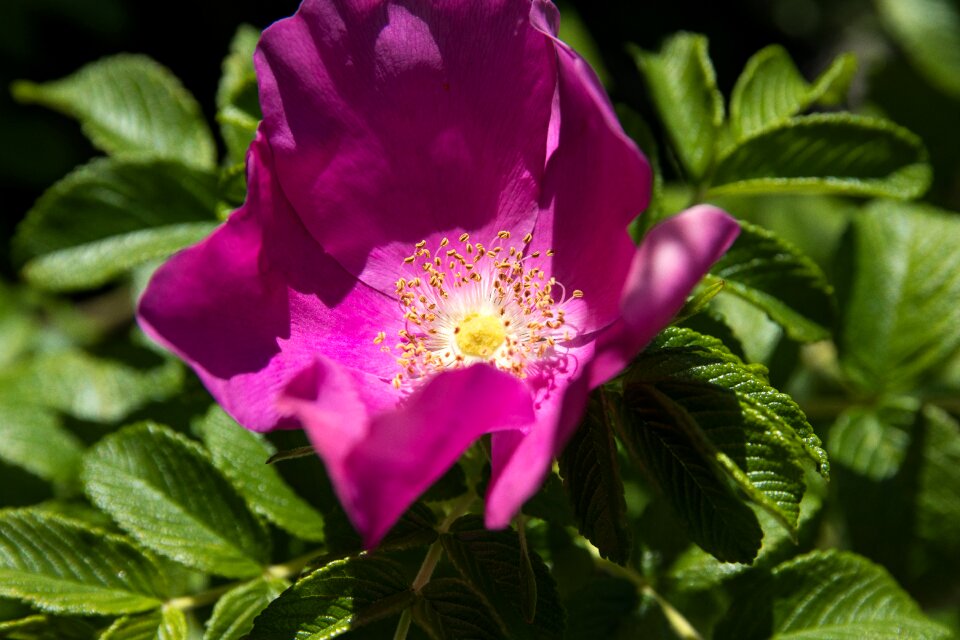 Bloom plant flower