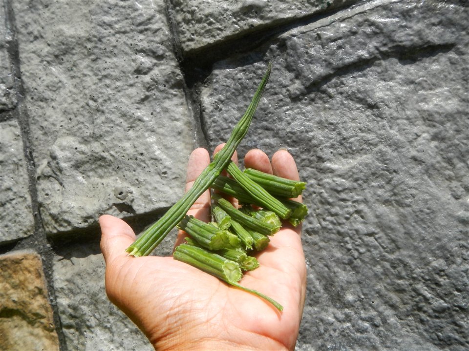 Moringa oleifera pod (seedpod) textures Moringa oleifera  Pod (seedpod)  Moringaceae Malunggay Moringa oleifera Lam. Miracle Tree La mu