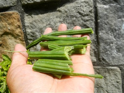 Moringa oleifera pod (seedpod) textures Moringa oleifera  Pod (seedpod)  Moringaceae Malunggay Moringa oleifera Lam. Miracle Tree La mu