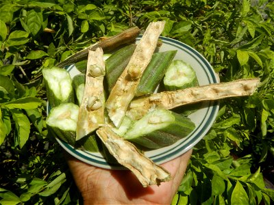 Moringa oleifera pod (seedpod) textures Moringa oleifera  Pod (seedpod)  Moringaceae Malunggay Moringa oleifera Lam. Miracle Tree La mu
