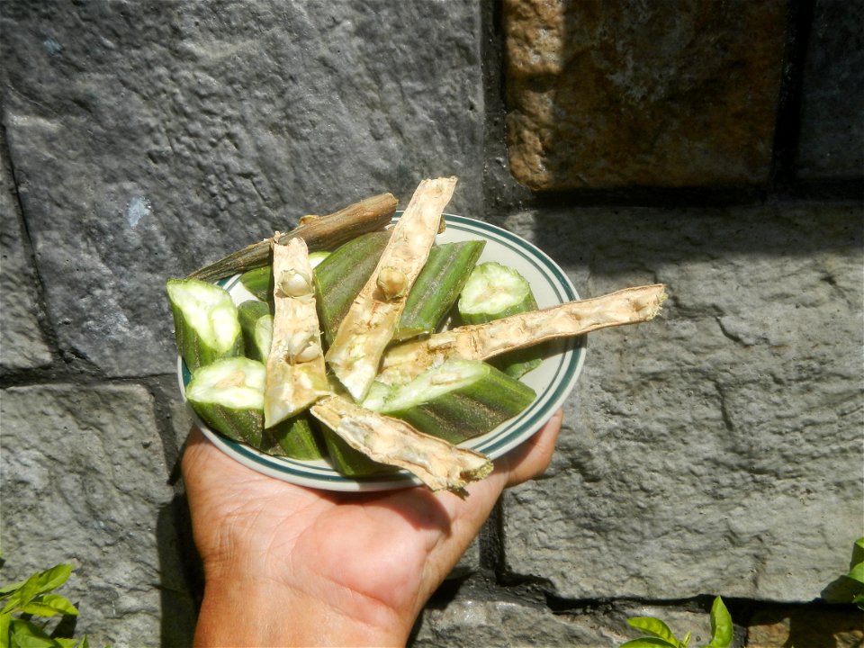 Moringa oleifera pod (seedpod) textures Moringa oleifera  Pod (seedpod)  Moringaceae Malunggay Moringa oleifera Lam. Miracle Tree La mu