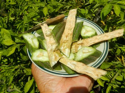 Moringa oleifera pod (seedpod) textures Moringa oleifera  Pod (seedpod)  Moringaceae Malunggay Moringa oleifera Lam. Miracle Tree La mu