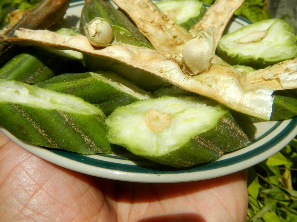 Moringa oleifera pod (seedpod) textures Moringa oleifera  Pod (seedpod)  Moringaceae Malunggay Moringa oleifera Lam. Miracle Tree La mu