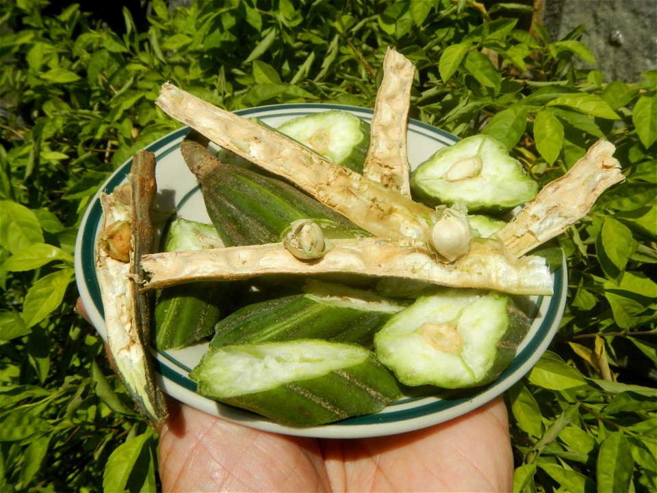 Moringa oleifera pod (seedpod) textures Moringa oleifera  Pod (seedpod)  Moringaceae Malunggay Moringa oleifera Lam. Miracle Tree La mu