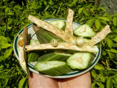 Moringa oleifera pod (seedpod) textures Moringa oleifera  Pod (seedpod)  Moringaceae Malunggay Moringa oleifera Lam. Miracle Tree La mu