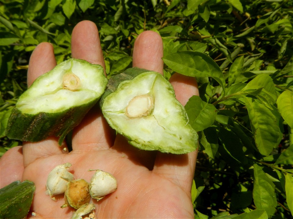 Moringa oleifera pod (seedpod) textures Moringa oleifera  Pod (seedpod)  Moringaceae Malunggay Moringa oleifera Lam. Miracle Tree La mu