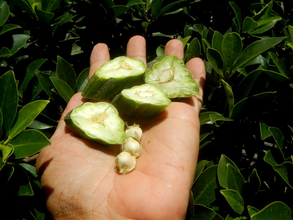 Moringa oleifera pod (seedpod) textures Moringa oleifera  Pod (seedpod)  Moringaceae Malunggay Moringa oleifera Lam. Miracle Tree La mu