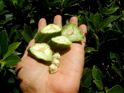 Moringa oleifera pod (seedpod) textures Moringa oleifera  Pod (seedpod)  Moringaceae Malunggay Moringa oleifera Lam. Miracle Tree La mu