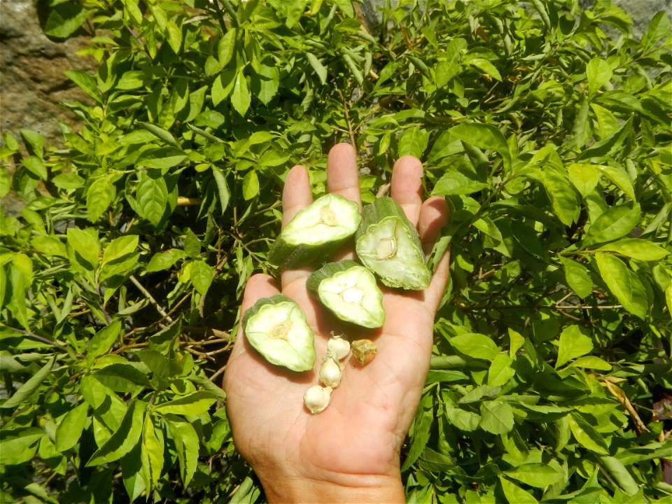 Moringa oleifera pod (seedpod) textures Moringa oleifera  Pod (seedpod)  Moringaceae Malunggay Moringa oleifera Lam. Miracle Tree La mu