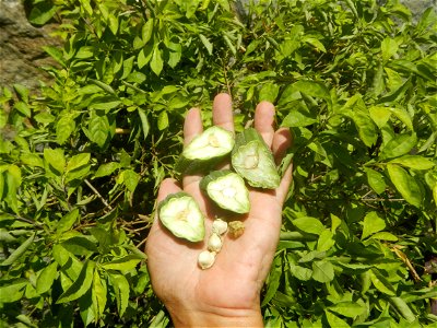 Moringa oleifera pod (seedpod) textures Moringa oleifera  Pod (seedpod)  Moringaceae Malunggay Moringa oleifera Lam. Miracle Tree La mu
