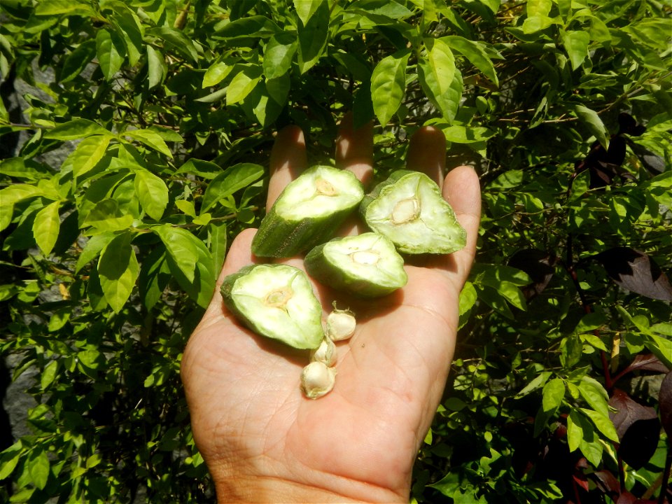 Moringa oleifera pod (seedpod) textures Moringa oleifera  Pod (seedpod)  Moringaceae Malunggay Moringa oleifera Lam. Miracle Tree La mu