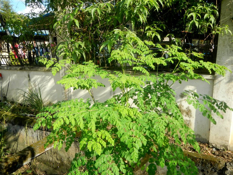 Sitios, puroks and zones 1-7 of Piaz, Villasis, Pangasinan Gawad Kalinga Villasis Namnama Village Piaz Elementary School Villasis-Asingan Road (Poblacion I-San Blas-Caramutan-Piaz, Villasis) San Blas 