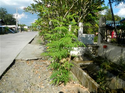 Sitios, puroks and zones 1-7 of Piaz, Villasis, Pangasinan Gawad Kalinga Villasis Namnama Village Piaz Elementary School Villasis-Asingan Road (Poblacion I-San Blas-Caramutan-Piaz, Villasis) San Blas 