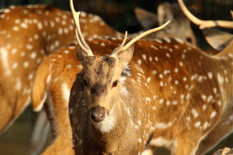 Standing head male
