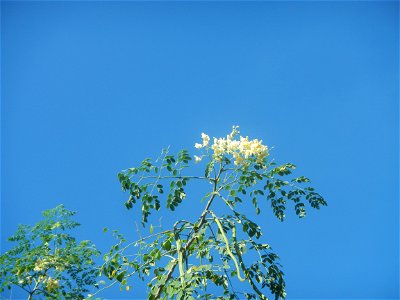 Baliuag, Bulacan Proper
