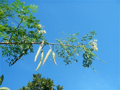 Baliuag, Bulacan Proper