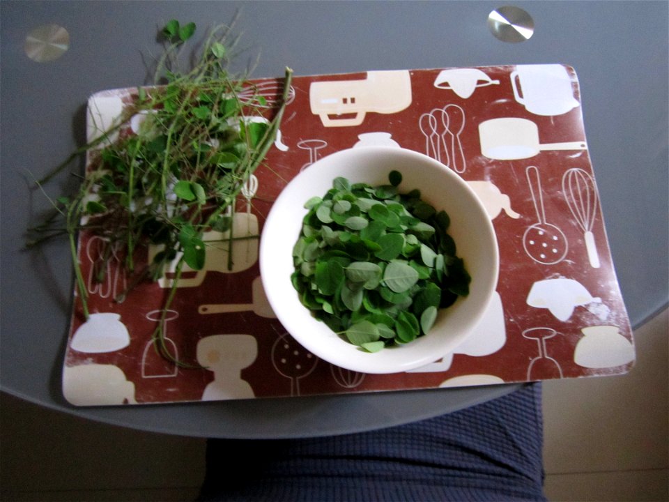 These are Malunggay (Moringa oleifera) leaves that I carefully picked, all compiled in a bowl. All the unpicked leaves and stem are put aside as waste.