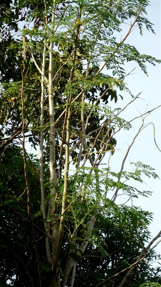 A fully grown Moringa oleifera tree in the Philippines. Common Names: Kalamunggay (Cebuano) and Malunggay (Tagalog/Filipino).
Kingdom: 	Plantae
(unranked): 	Angiosperms
(unranked): 	Eudicots
(unranked