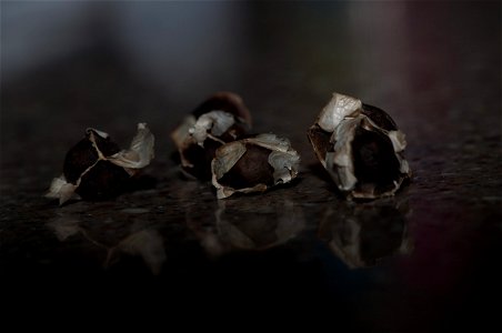 A macro photo of Moringa Oleifera Seeds. These particular seeds are of the "Nicaraguan Sweet" variety, purchased from moringafarms.com

Created by myself and dedicated to the public domain.