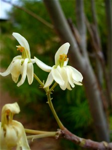I am the originator of this photo. I hold the copyright. I release it to the public domain. This photo depicts flowers.