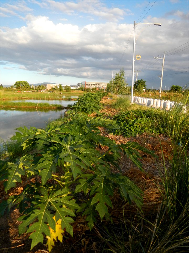 Bocaue, Bulacan Barangay Igulot, Bocaue, Bulacan - (the Chapel and Barangay Hall, the paddy fields, fish ponds, carica papaya plants, along the Igulot, Bocaue, Bulacan Road leading to the Bocaue Munic