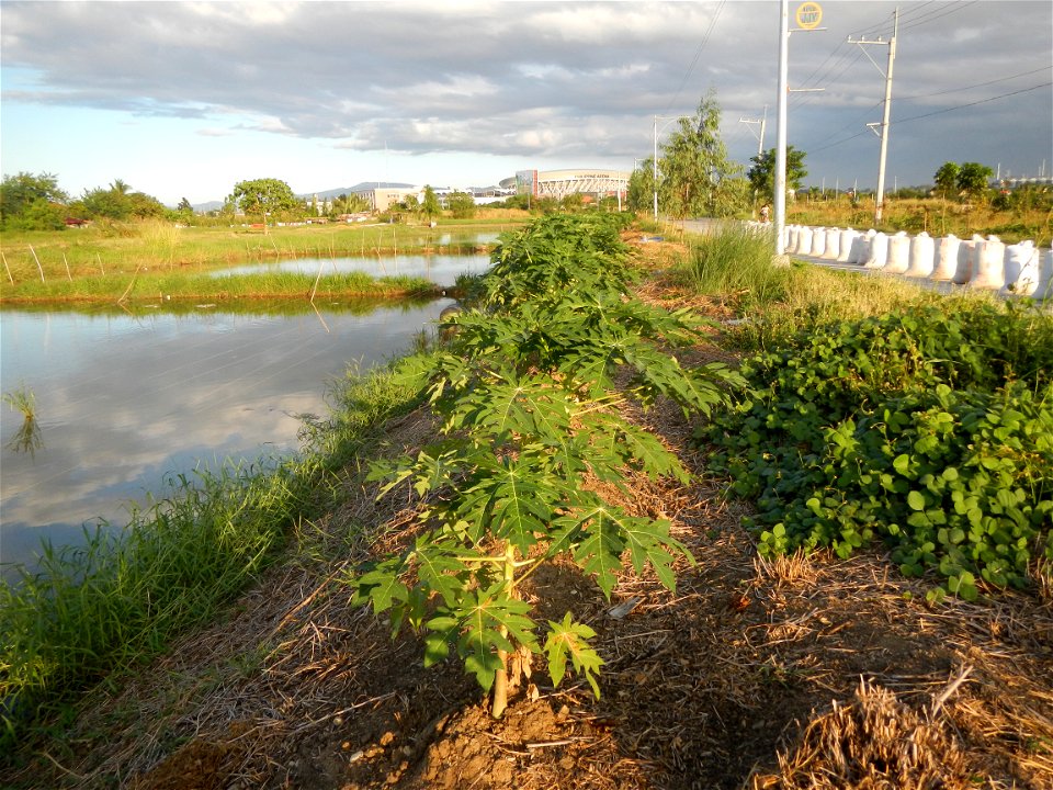 Bocaue, Bulacan Barangay Igulot, Bocaue, Bulacan - (the Chapel and Barangay Hall, the paddy fields, fish ponds, carica papaya plants, along the Igulot, Bocaue, Bulacan Road leading to the Bocaue Munic