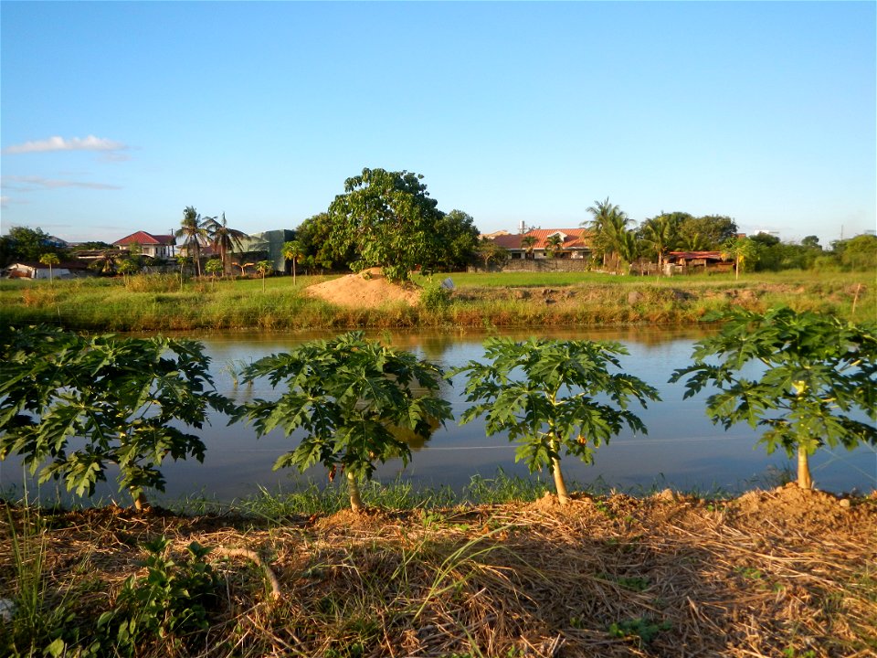 Bocaue, Bulacan Barangay Igulot, Bocaue, Bulacan - (the Chapel and Barangay Hall, the paddy fields, fish ponds, carica papaya plants, along the Igulot, Bocaue, Bulacan Road leading to the Bocaue Munic