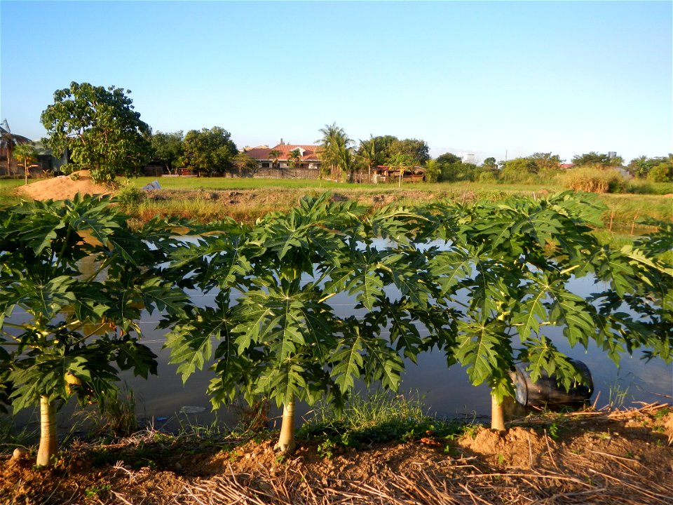 Bocaue, Bulacan Barangay Igulot, Bocaue, Bulacan - (the Chapel and Barangay Hall, the paddy fields, fish ponds, carica papaya plants, along the Igulot, Bocaue, Bulacan Road leading to the Bocaue Munic