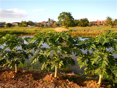 Bocaue, Bulacan Barangay Igulot, Bocaue, Bulacan - (the Chapel and Barangay Hall, the paddy fields, fish ponds, carica papaya plants, along the Igulot, Bocaue, Bulacan Road leading to the Bocaue Munic