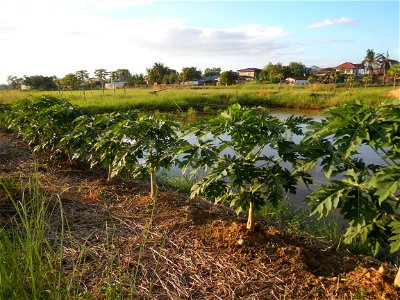 Bocaue, Bulacan Barangay Igulot, Bocaue, Bulacan - (the Chapel and Barangay Hall, the paddy fields, fish ponds, carica papaya plants, along the Igulot, Bocaue, Bulacan Road leading to the Bocaue Munic