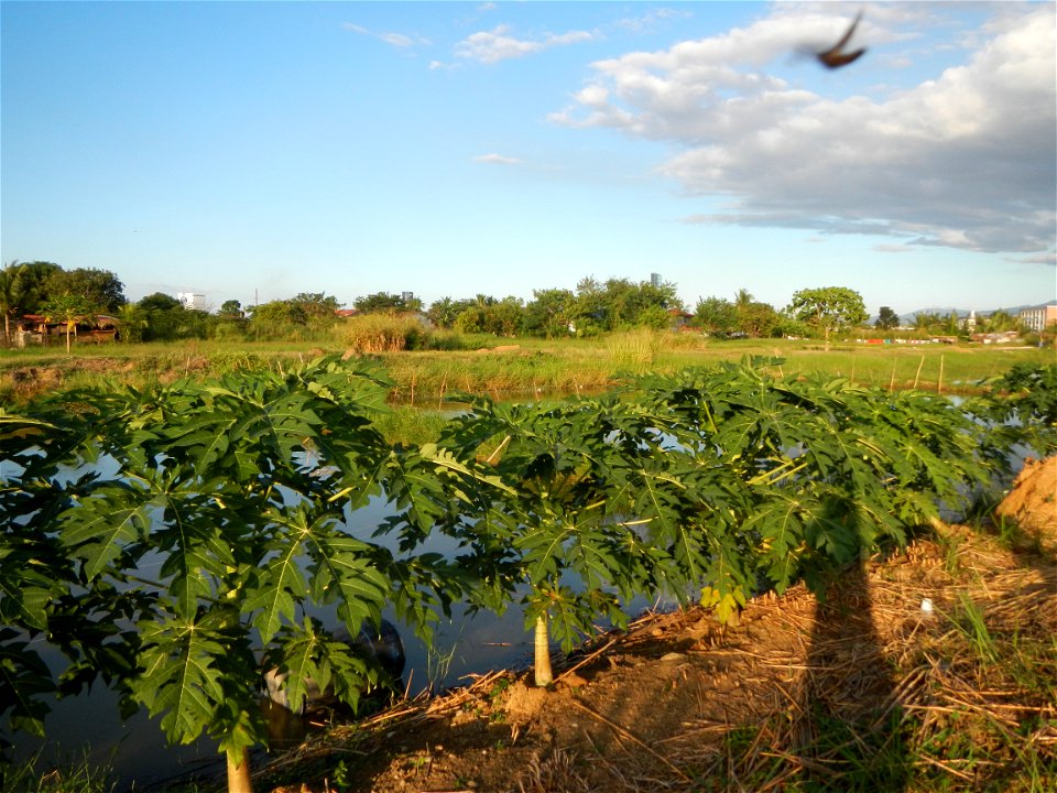 Bocaue, Bulacan Barangay Igulot, Bocaue, Bulacan - (the Chapel and Barangay Hall, the paddy fields, fish ponds, carica papaya plants, along the Igulot, Bocaue, Bulacan Road leading to the Bocaue Munic