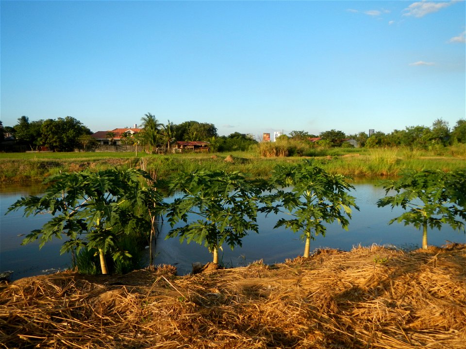 Bocaue, Bulacan Barangay Igulot, Bocaue, Bulacan - (the Chapel and Barangay Hall, the paddy fields, fish ponds, carica papaya plants, along the Igulot, Bocaue, Bulacan Road leading to the Bocaue Munic