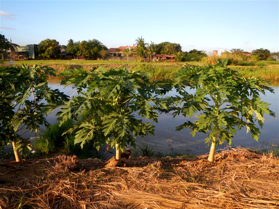 Bocaue, Bulacan Barangay Igulot, Bocaue, Bulacan - (the Chapel and Barangay Hall, the paddy fields, fish ponds, carica papaya plants, along the Igulot, Bocaue, Bulacan Road leading to the Bocaue Munic