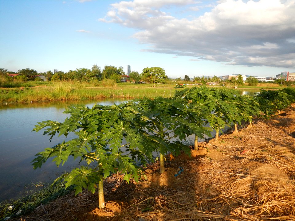 Bocaue, Bulacan Barangay Igulot, Bocaue, Bulacan - (the Chapel and Barangay Hall, the paddy fields, fish ponds, carica papaya plants, along the Igulot, Bocaue, Bulacan Road leading to the Bocaue Munic