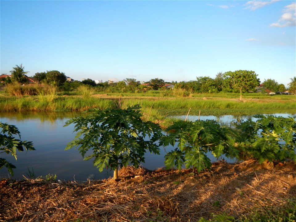 Bocaue, Bulacan Barangay Igulot, Bocaue, Bulacan - (the Chapel and Barangay Hall, the paddy fields, fish ponds, carica papaya plants, along the Igulot, Bocaue, Bulacan Road leading to the Bocaue Munic