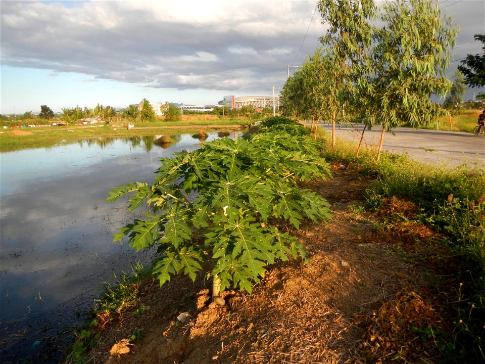 Bocaue, Bulacan Barangay Igulot, Bocaue, Bulacan - (the Chapel and Barangay Hall, the paddy fields, fish ponds, carica papaya plants, along the Igulot, Bocaue, Bulacan Road leading to the Bocaue Munic