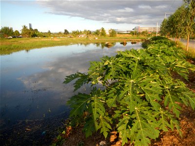 Bocaue, Bulacan Barangay Igulot, Bocaue, Bulacan - (the Chapel and Barangay Hall, the paddy fields, fish ponds, carica papaya plants, along the Igulot, Bocaue, Bulacan Road leading to the Bocaue Munic