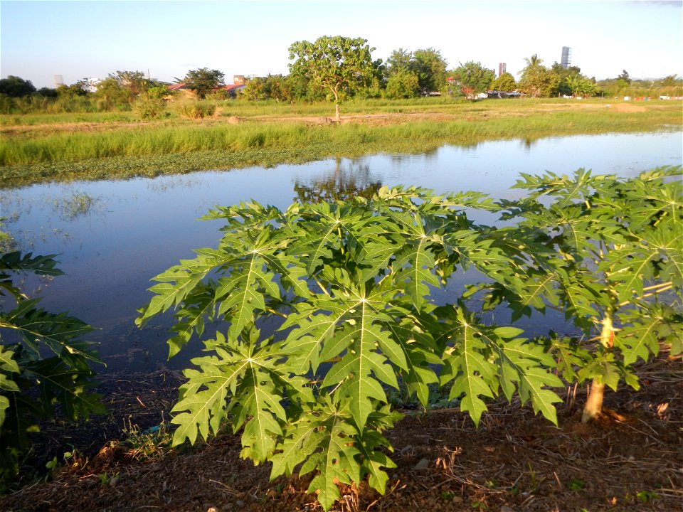 Bocaue, Bulacan Barangay Igulot, Bocaue, Bulacan - (the Chapel and Barangay Hall, the paddy fields, fish ponds, carica papaya plants, along the Igulot, Bocaue, Bulacan Road leading to the Bocaue Munic